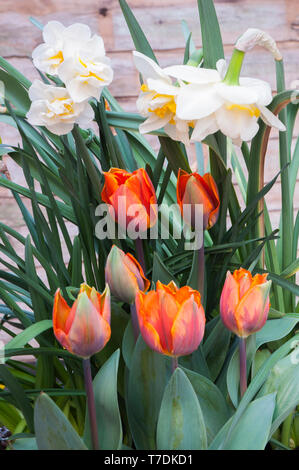 Gruppe Tulpen Prinzessin Irene ein helles Orange Tulpe mit lila-grün blinken. Schüssel geformte Tulip der Triumph Gruppe Narzisse Fröhlichkeit hinter Stockfoto