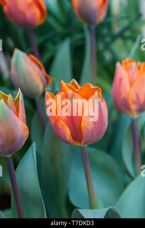 Gruppe Tulpen Prinzessin Irene ein helles Orange Tulpe mit lila-grün blinken. Schüssel geformte Tulip vom Triumph Gruppe Tulpen Abteilung 3 Stockfoto