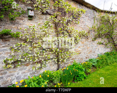 Ein Apfelbaum spalier Blüten auf einer steinernen Mauer in einem ummauerten Garten im Eggleston Durham England Stockfoto