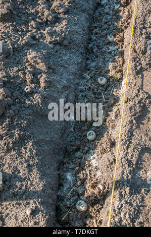 Saatkartoffeln, die in einem Graben mit einer Mischung aus Dung und Fischblut und Knochen unter ihnen gepflanzt wurden und bereit sind, im Frühjahr mit Erde bedeckt zu werden Stockfoto