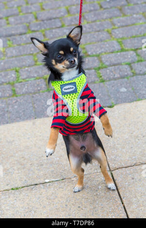 Boscombe, Bournemouth, Dorset, Großbritannien. 6. Mai 2019. Dackel Dash, Teil von Bournemouth Emerging World Fringe (BEAF) Festival lädt Dackel und ihre Besitzer unter der Daschund Artwork zu sammeln, um zu sehen, wie viele Sie an einem Ort versammeln können. Jesus der Chihuahua steigt! Credit: Carolyn Jenkins/Alamy leben Nachrichten Stockfoto