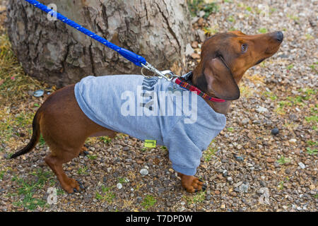 Boscombe, Bournemouth, Dorset, Großbritannien. 6. Mai 2019. Dackel Dash, Teil von Bournemouth Emerging World Fringe (BEAF) Festival lädt Dackel und ihre Besitzer unter der Daschund Artwork zu sammeln, um zu sehen, wie viele Sie an einem Ort versammeln können. Sicherheit Dackel! Credit: Carolyn Jenkins/Alamy leben Nachrichten Stockfoto