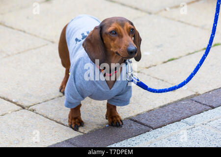 Boscombe, Bournemouth, Dorset, Großbritannien. 6. Mai 2019. Dackel Dash, Teil von Bournemouth Emerging World Fringe (BEAF) Festival lädt Dackel und ihre Besitzer unter der Daschund Artwork zu sammeln, um zu sehen, wie viele Sie an einem Ort versammeln können. Credit: Carolyn Jenkins/Alamy leben Nachrichten Stockfoto