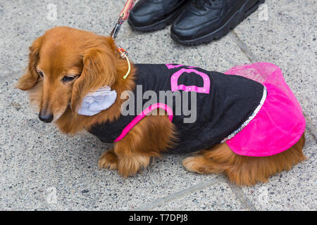 Boscombe, Bournemouth, Dorset, Großbritannien. 6. Mai 2019. Dackel Dash, Teil von Bournemouth Emerging World Fringe (BEAF) Festival lädt Dackel und ihre Besitzer unter der Daschund Artwork zu sammeln, um zu sehen, wie viele Sie an einem Ort versammeln können. Die Diva! Credit: Carolyn Jenkins/Alamy leben Nachrichten Stockfoto