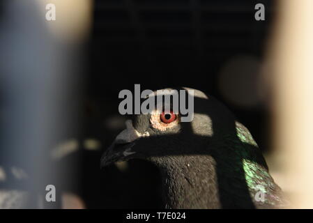 Ein Racing Pigeon gesehen Warten, von Ihren laufenden Boxen in Almazan freigegeben zu werden. 3500 Brieftauben, die von ihren Lofts in der Provinz Barcelona genommen wurden, wurden in Guijuelo für ein Rennen von ca. 450 km zwischen den diese Stadt im Norden von Spanien und Barcelona freigegeben, im Osten des Landes. Stockfoto