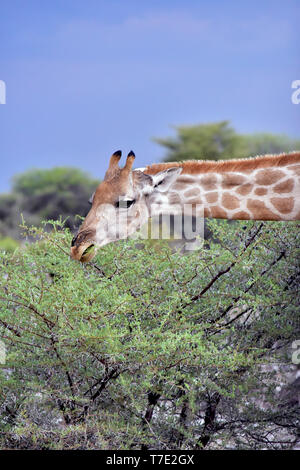 Giraffe auf einer Akazie in der Etosha Nationalpark, am 05.03.2019. Die Giraffe (GIRAFFA) gehört zu den pairhorses und mit einem Gewicht von bis zu 1600 kg und einer Körpergröße von bis zu sechs Metern (Bullen) ist die höchste an Land lebenden Tiere dar. Trotz ihrer Länge, Halswirbelsäule der Giraffe hat nur sieben entsprechend großen Wirbel, wobei der Hals durch nur eine Sehne gehalten wird. Heute, Giraffen sind nur in Savanna Gebiete südlich der Sahara, sumpfige versusden sind generell zu vermeiden. Foto: Matthias Toedt/dpa-Zentralbild/ZB/Picture Alliance | Verwendung weltweit Stockfoto