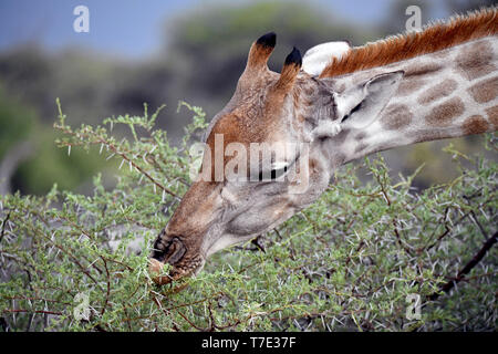 Giraffe auf einer Akazie in der Etosha Nationalpark, am 05.03.2019. Die Giraffe (GIRAFFA) gehört zu den pairhorses und mit einem Gewicht von bis zu 1600 kg und einer Körpergröße von bis zu sechs Metern (Bullen) ist die höchste an Land lebenden Tiere dar. Trotz ihrer Länge, Halswirbelsäule der Giraffe hat nur sieben entsprechend großen Wirbel, wobei der Hals durch nur eine Sehne gehalten wird. Heute, Giraffen sind nur in Savanna Gebiete südlich der Sahara, sumpfige versusden sind generell zu vermeiden. Foto: Matthias Toedt/dpa-Zentralbild/ZB/Picture Alliance | Verwendung weltweit Stockfoto