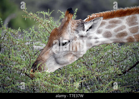 Giraffe auf einer Akazie in der Etosha Nationalpark, am 05.03.2019. Die Giraffe (GIRAFFA) gehört zu den pairhorses und mit einem Gewicht von bis zu 1600 kg und einer Körpergröße von bis zu sechs Metern (Bullen) ist die höchste an Land lebenden Tiere dar. Trotz ihrer Länge, Halswirbelsäule der Giraffe hat nur sieben entsprechend großen Wirbel, wobei der Hals durch nur eine Sehne gehalten wird. Heute, Giraffen sind nur in Savanna Gebiete südlich der Sahara, sumpfige versusden sind generell zu vermeiden. Foto: Matthias Toedt/dpa-Zentralbild/ZB/Picture Alliance | Verwendung weltweit Stockfoto