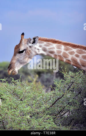 Giraffe auf einer Akazie in der Etosha Nationalpark, am 05.03.2019. Die Giraffe (GIRAFFA) gehört zu den pairhorses und mit einem Gewicht von bis zu 1600 kg und einer Körpergröße von bis zu sechs Metern (Bullen) ist die höchste an Land lebenden Tiere dar. Trotz ihrer Länge, Halswirbelsäule der Giraffe hat nur sieben entsprechend großen Wirbel, wobei der Hals durch nur eine Sehne gehalten wird. Heute, Giraffen sind nur in Savanna Gebiete südlich der Sahara, sumpfige versusden sind generell zu vermeiden. Foto: Matthias Toedt/dpa-Zentralbild/ZB/Picture Alliance | Verwendung weltweit Stockfoto