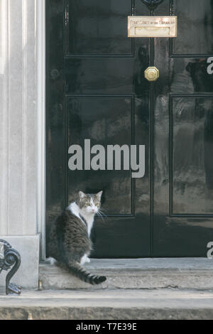 London, Großbritannien. 7. Mai, 2019. Larry der Chief mouser in Downing Street Credit: Amer ghazzal/Alamy leben Nachrichten Stockfoto