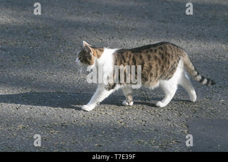 London, Großbritannien. 7. Mai, 2019. Larry der Chief mouser in Downing Street Credit: Amer ghazzal/Alamy leben Nachrichten Stockfoto