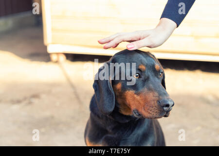 Besitzerin petting junge Deutsche Jagd Terrier Hund im Freien auf hellen, sonnigen Tag. Reinrassige entzückende Malteser Welpen. Stockfoto