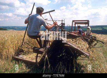 Mit altmodischen Binder zur Ernte von Weizen für thatching, Devon, Großbritannien Stockfoto