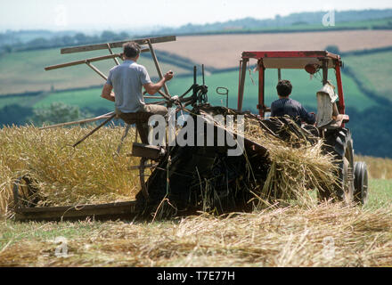 Mit altmodischen Binder zur Ernte von Weizen für thatching, Devon, Großbritannien Stockfoto