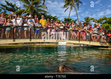 Praia do Forte, Brasilien - 31. Januar 2019: Leute beobachten Schildkröten auf Projekt Tamar Tank am Praia do Forte in Brasilien Stockfoto