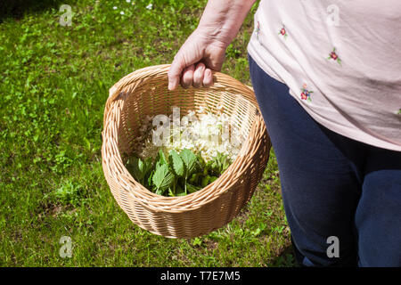 Frauen Hände halten einen Korb mit verschiedenen Kräutern: holunder Blume - Sambucus, Akazienblüten, Blätter von Mentha und Blätter der Zitronenmelisse Stockfoto