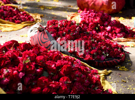 Einige Beutel des frisch geernteten roten Indischen Rosen in einer lokalen Bauern Blumenmarkt in Jaipur, Rajasthan, Indien angezeigt. Stockfoto