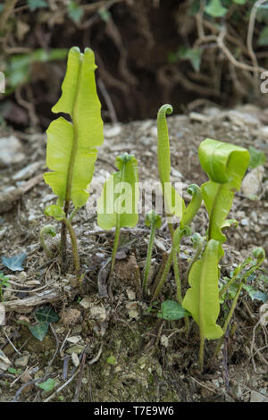 Gewellte Blätter von Hart's Tongue Fern / Asplenium Scolopendrium - einmal in der Kräutermedizin für Leberbeschwerden verwendet. Sorus / Sori sichtbar auf der Unterseite. Stockfoto