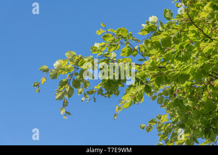 Zweig der Buche/Fagus sylvatica Blätter gegen sonnigen blauen Himmel. Traditionell wurde das Holz für die Möbelherstellung verwendet. Stockfoto