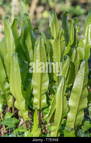 Gewellte Blätter von Hart's Tongue Fern / Asplenium Scolopendrium - einmal in der Kräutermedizin für Leberbeschwerden verwendet. Sorus / Sori sichtbar auf der Unterseite. Stockfoto