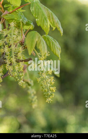 Laub / Blätter blühender Sycamore / Acer pseudoplatanus Baum in hellem Sommersonnenlicht. Sycamore ist ein Mitglied der Ahornfamilie. Herbal verwendet. Stockfoto