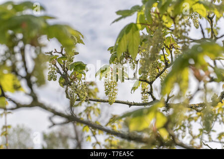 Laub / Blätter blühender Sycamore / Acer pseudoplatanus Baum in hellem Sommersonnenlicht. Sycamore ist ein Mitglied der Ahornfamilie. Herbal verwendet. Stockfoto