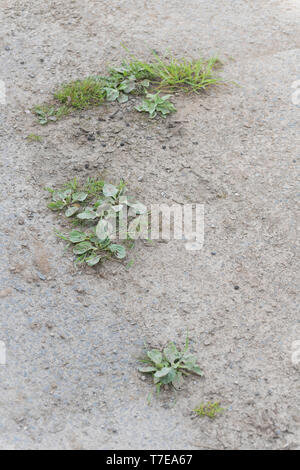 Größere Wegerich Plantago großen Unkraut im Garten Rasen