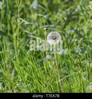 Einsame Löwenzahn/Taraxacum officinale Puff-ball Samen Kopf Wecker Stockfoto