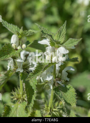 Close-up weißen Blüten der Weißen Tot - brennnessel/Lamium Album - Die getrockneten Blüten der, die einst in Tee gemacht, während die jungen Blätter sind essbar. Stockfoto