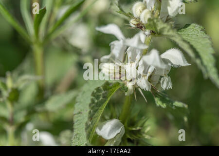 Close-up weißen Blüten der Weißen Tot - brennnessel/Lamium Album - Die getrockneten Blüten der, die einst in Tee gemacht, während die jungen Blätter sind essbar. Stockfoto