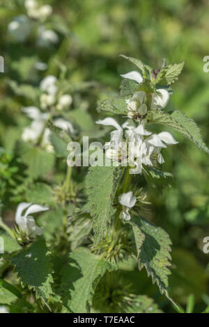 Close-up weißen Blüten der Weißen Tot - brennnessel/Lamium Album - Die getrockneten Blüten der, die einst in Tee gemacht, während die jungen Blätter sind essbar. Stockfoto