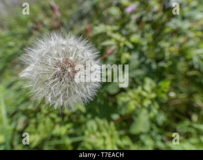 Einsame Löwenzahn/Taraxacum officinale Puff-ball Samen Kopf Wecker Stockfoto