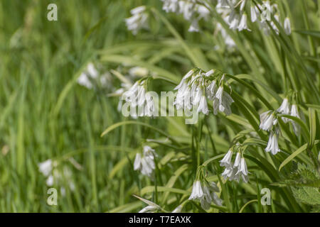 Laub und weißen Blumen der dreieckigen Porree/Allium triquetrum, eine wilde Mitglied der Zwiebel Familie möglicherweise eine hat Essen und gegessen werden. Stockfoto