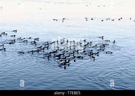 Thick-billed Murres (Uria lomvia) Alkefjellet vogel Klippe, Hinlopen Strait, Spitzbergen, Svalbard, Norwegen Stockfoto