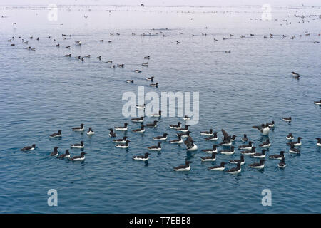 Thick-billed Murres (Uria lomvia) Schwimmen, Alkefjellet vogel Klippe, Hinlopen Strait, Spitzbergen, Svalbard, Norwegen Stockfoto