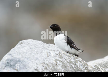 Thick-billed Murre (Uria lomvia) oder Brunnich's Guillemot auf Rock, Hinlopen Strait, Spitzbergen, Svalbard, Norwegen Stockfoto