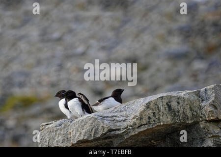 Thick-billed Murres (Uria lomvia) oder Brunnich der trottellumme im Rock, Hinlopen Strait, Spitzbergen, Svalbard, Norwegen Stockfoto