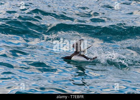 Thick-billed Murre (Uria lomvia) oder Brunnich's Guillemot aus Reden von Wasser, Hinlopen Strait, Spitzbergen, Svalbard, Norwegen Stockfoto