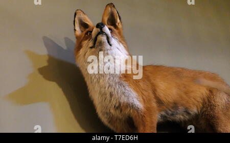 Gefüllte Kit fox posiert in Innenräumen gegen eine Wand. Stockfoto