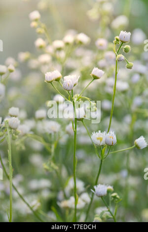 Gemeinsame Berufskraut, Nordrhein-Westfalen, Deutschland, Europa, (Erigeron annuus) Stockfoto