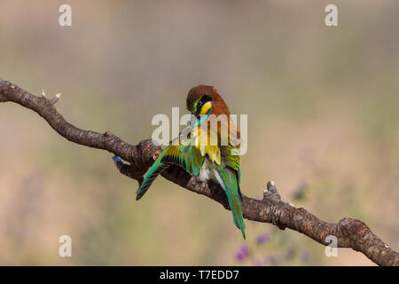 Europäische Bienenfresser (Merops apiaster) reinigt seine Federn auf einem Ast sitzend. Stockfoto