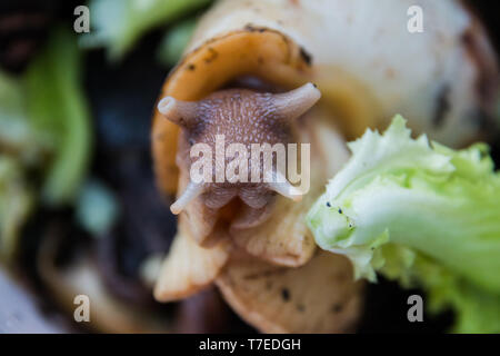 Eine große braune Schnecke Ahatina, grünen Salat auf dem Hintergrund. Stockfoto