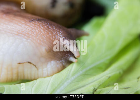 Eine große braune Schnecke Ahatina, grünen Salat auf dem Hintergrund. Stockfoto