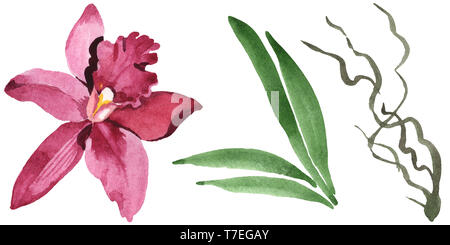Marsala Orchidee Blumen botanischen Blumen. Wild Federblatt wildflower isoliert. Aquarell Hintergrund gesetzt. Aquarell Zeichnung mode Aquarelle isolat Stockfoto