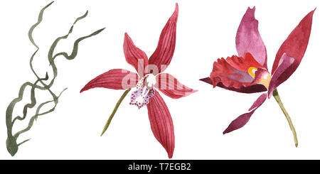 Marsala Orchidee Blumen botanischen Blumen. Wild Federblatt wildflower isoliert. Aquarell Hintergrund gesetzt. Aquarell Zeichnung mode Aquarelle isolat Stockfoto