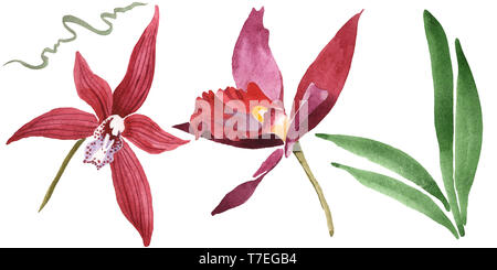 Marsala Orchidee Blumen botanischen Blumen. Wild Federblatt wildflower isoliert. Aquarell Hintergrund gesetzt. Aquarell Zeichnung mode Aquarelle isolat Stockfoto
