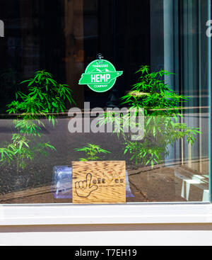 JOHNSON CITY, TN, USA -4/27/19: Ein Zeichen und zwei Marihuana Pflanzen im Fenster der East Tennessee Hanf Unternehmen. Stockfoto