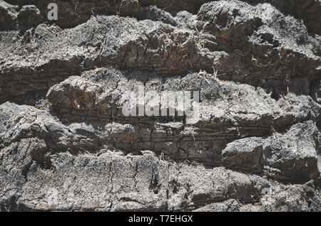 Palm Tree Trunk Nahaufnahme Bild, natürliche Hintergrund oder Textur, Farbe Tonen angewendet, selektive konzentrieren. Stockfoto
