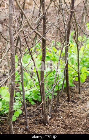 Pisum sativum var. saccharatum "Grüne Schönheit" im Gemüsegarten im RHS Wisley. Schnee Erbsen. Stockfoto