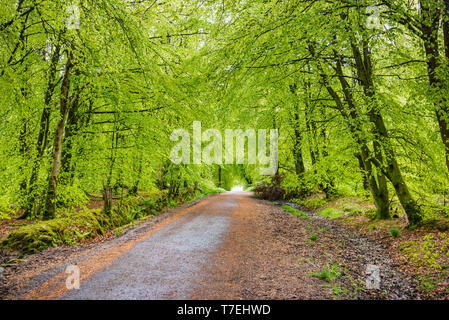 Woodburn Wald, Carrickfergus: ein gemischtes Nadelbaum und breiten blätterte Woodland mit öffentlichen Gehwege und Stauseen. Der Wald ist lebendige mit Gesättigtem c Stockfoto